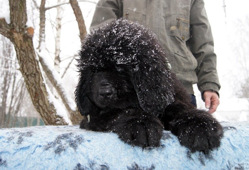 Фото: ньюфаундленд Супер Бизон Лаззаро