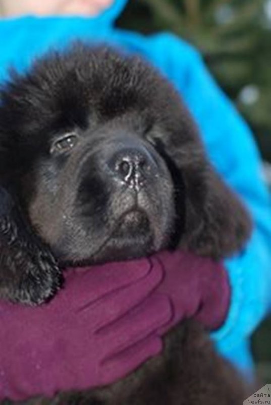 Фото: ньюфаундленд Эльбрус из Антаграда