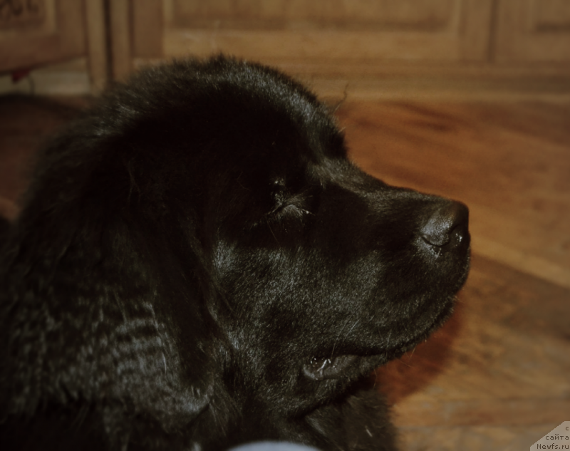 Фото: ньюфаундленд Лепесток Лилии