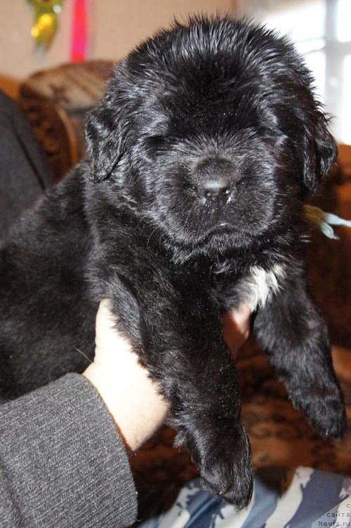 Фото: ньюфаундленд Супер Бизон Лилимэн (Super Bizon Liliman)