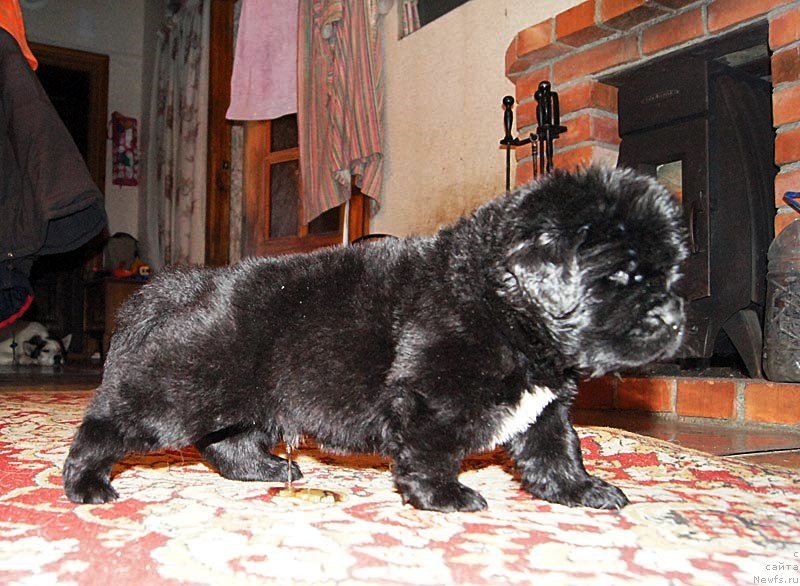 Фото: ньюфаундленд Супер Бизон Лилимэн (Super Bizon Liliman)