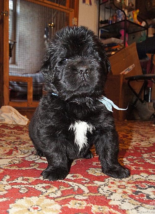 Фото: ньюфаундленд Супер Бизон Лилимэн (Super Bizon Liliman)