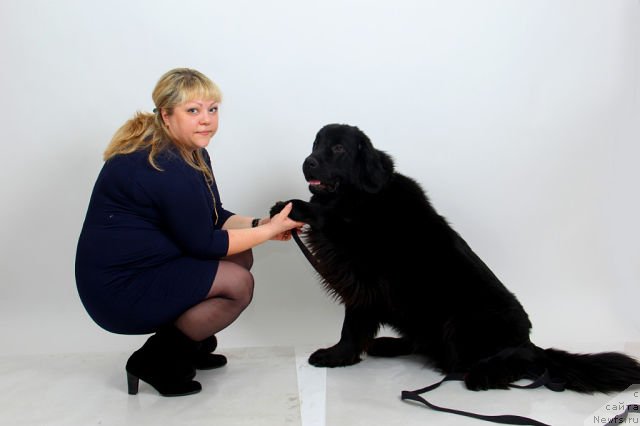 Фото: ньюфаундленд Интрига Ночи от Марлеон Дусвик, Оксана Конопельцева