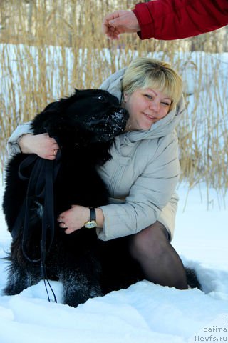 Фото: ньюфаундленд Интрига Ночи от Марлеон Дусвик, Оксана Конопельцева