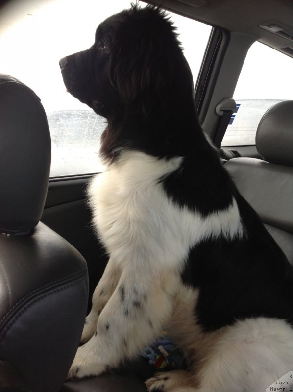 Фото: ньюфаундленд Аквиан Сонг Марио