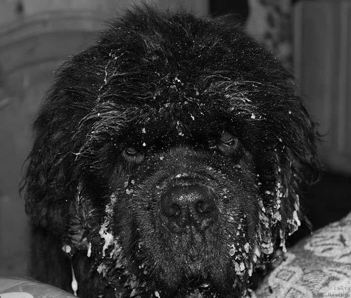 Фото: ньюфаундленд Доджер от Сибирского Медведя (Dodger ot Sibirskogo Medvedja)