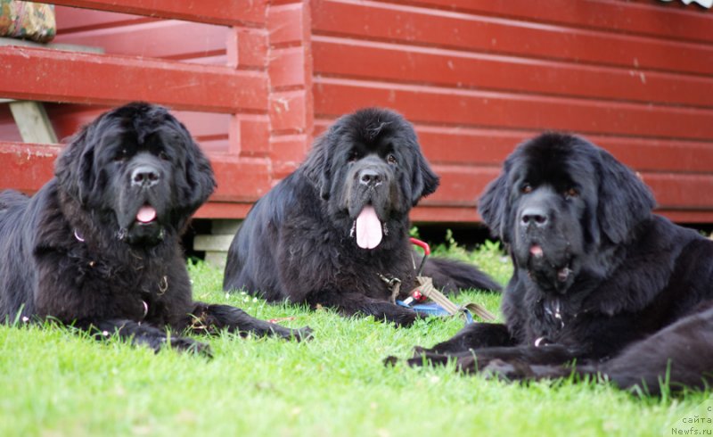 Фото: ньюфаундленд Бегущая по Волнам Зефирин Друэн (Beguschaya po Volnam Zephirine Drouhin), ньюфаундленд Бегущая по Волнам Дансинг Квин (Beguschaya po Volnam Dancing Queen), ньюфаундленд Бегущая по Волнам Харизма (Beguschaya po Volnam Harizma)