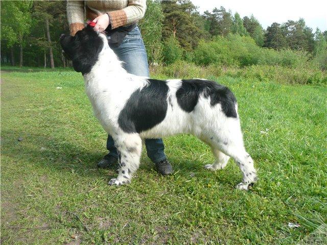 Фото: ньюфаундленд Плюшевая Панда Ла Белла