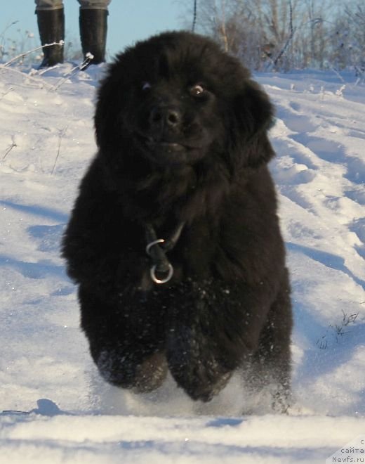 Фото: ньюфаундленд Дар Свезы Юника Сагитта (Dar Svezy Unika Sagitta)