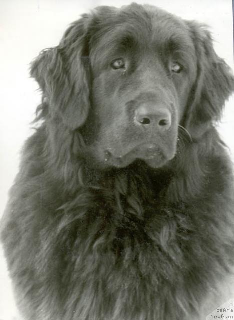 Фото: ньюфаундленд Кэппи Марта