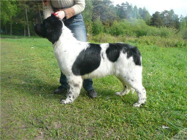 Фото: ньюфаундленд Плюшевая Панда Ла Белла