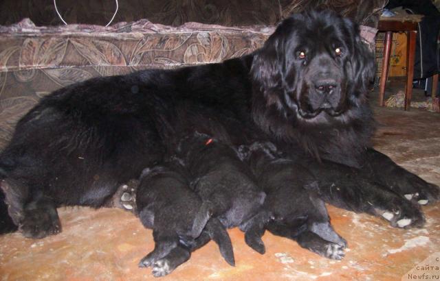 Фото: Кукла Барби из Антаграда и её щенки