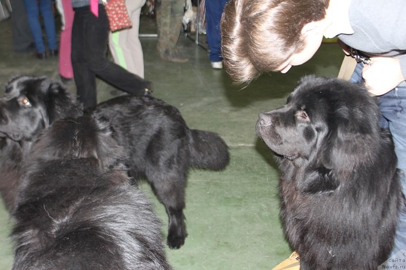 Фото: ньюфаундленд Лемюэль Дериен