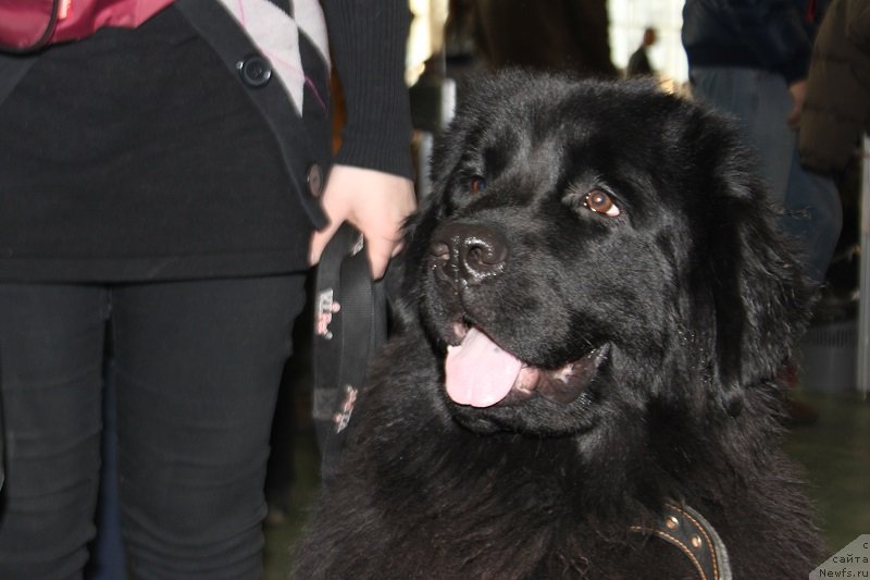 Фото: ньюфаундленд Лепесток Лилии