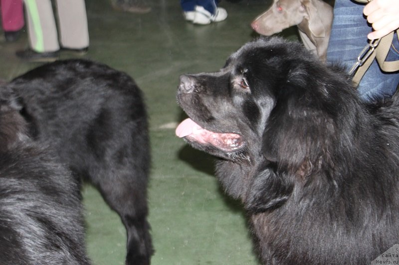 Фото: ньюфаундленд Лемюэль Дериен