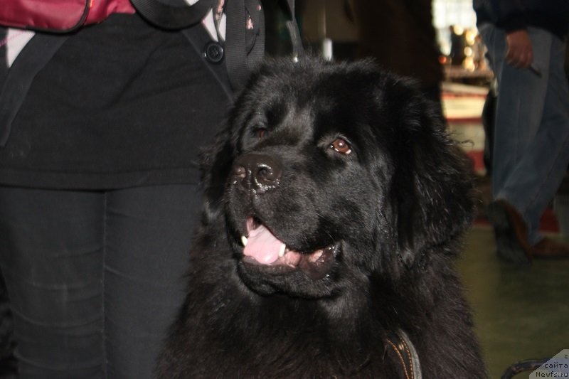 Фото: ньюфаундленд Лепесток Лилии