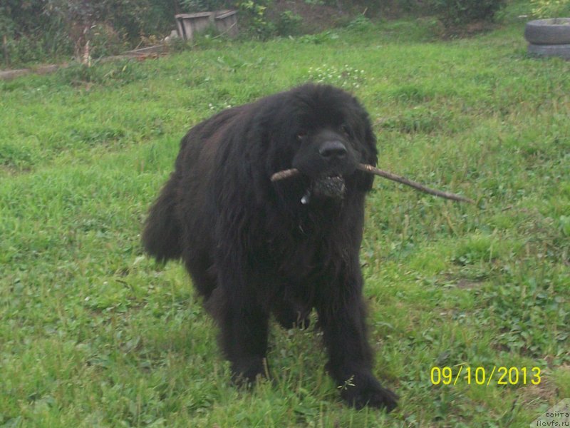 Фото: ньюфаундленд Виски Ред Лейбл Вепс (Viski Red Label Veps)