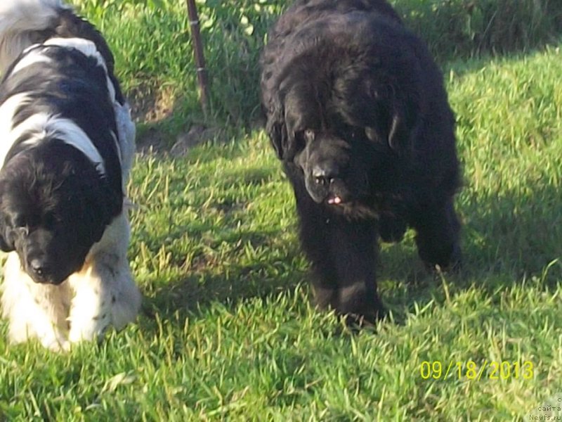 Фото: ньюфаундленд Вито Качо Ферл (Vito Kacho Ferl), ньюфаундленд Супер Премиум Литониэль Валланинор (Super Premium Litoniel Vallaninor)