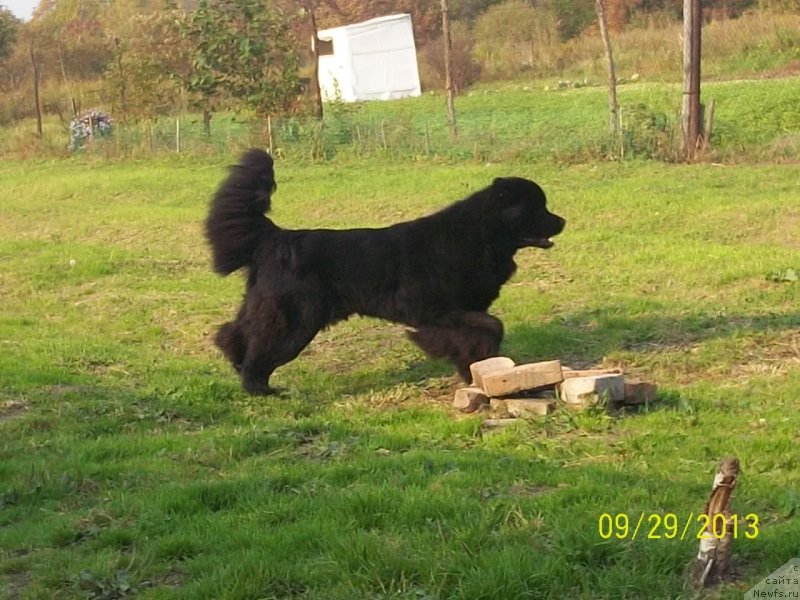 Фото: ньюфаундленд Супер Премиум Линиэль Дайлиррин (Super Premium Liniel Daylirring)