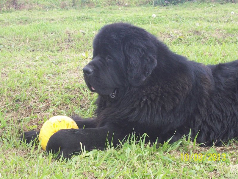 Фото: ньюфаундленд Супер Премиум Линиэль Дайлиррин (Super Premium Liniel Daylirring)