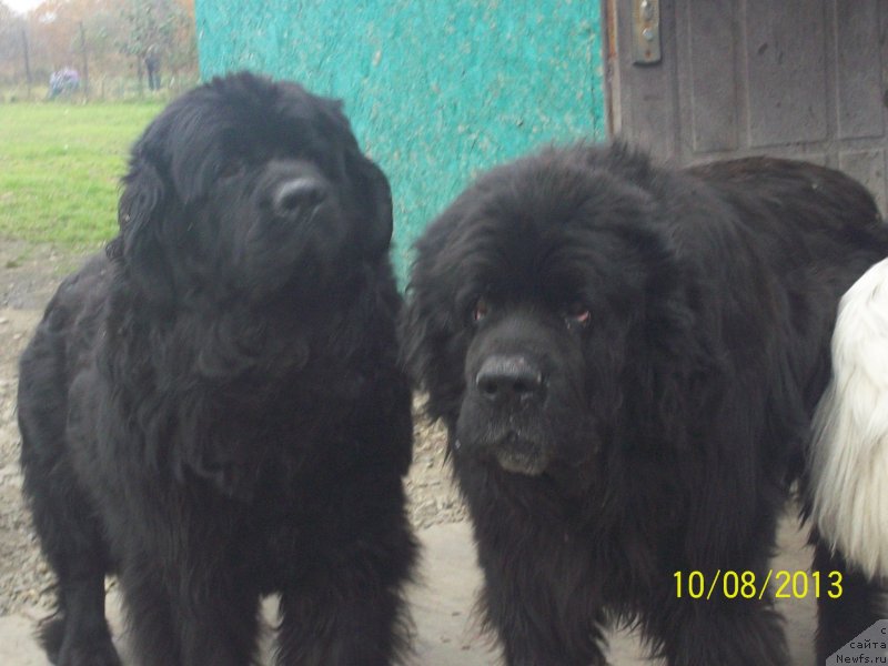 Фото: ньюфаундленд Виски Ред Лейбл Вепс (Viski Red Label Veps), ньюфаундленд Вито Качо Ферл (Vito Kacho Ferl)