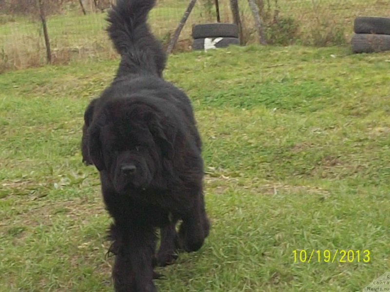 Фото: ньюфаундленд Супер Премиум Линиэль Дайлиррин (Super Premium Liniel Daylirring)