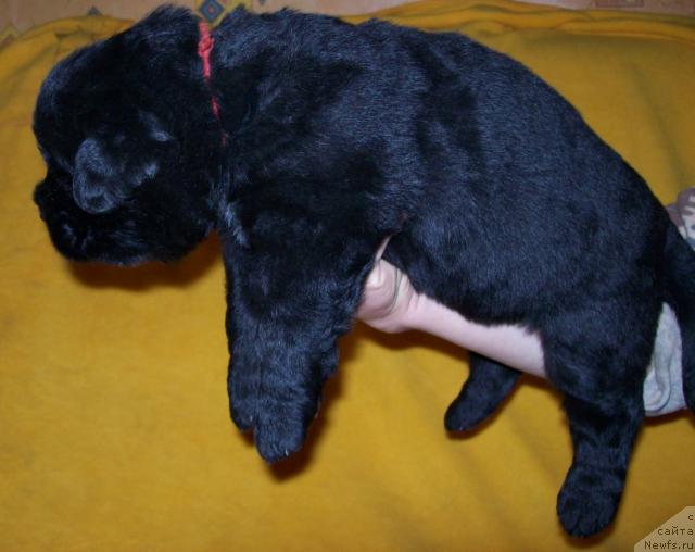 Фото: Щенок от Куклы Барби из Антаграда и My Big Dream Eyecatcher