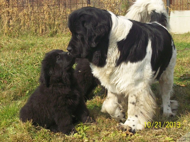 Фото: ньюфаундленд Супер Премиум Литониэль Валланинор (Super Premium Litoniel Vallaninor), ньюфаундленд Супер Премиум Немессис