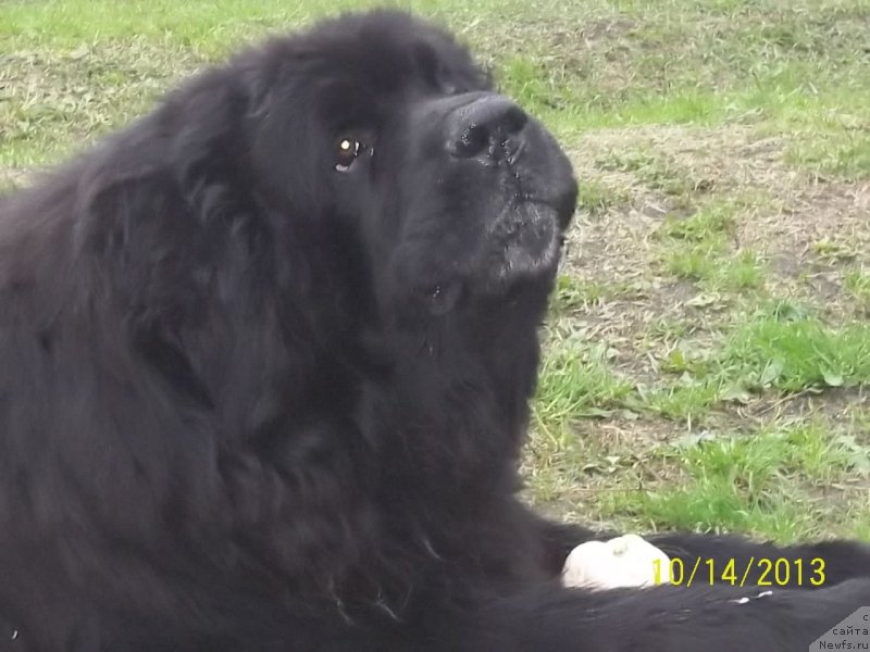 Фото: ньюфаундленд Виски Ред Лейбл Вепс (Viski Red Label Veps)