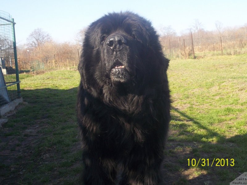 Фото: ньюфаундленд Виски Ред Лейбл Вепс (Viski Red Label Veps)