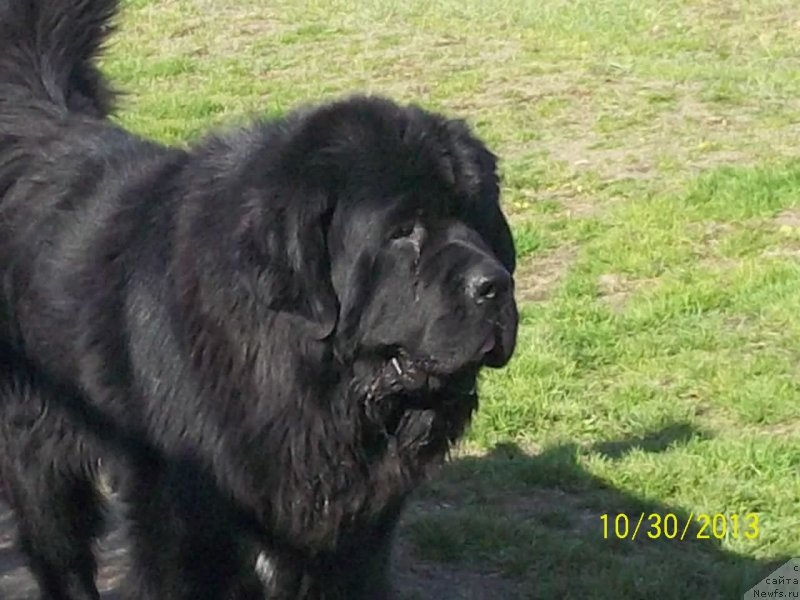 Фото: ньюфаундленд Супер Премиум Линиэль Дайлиррин (Super Premium Liniel Daylirring)