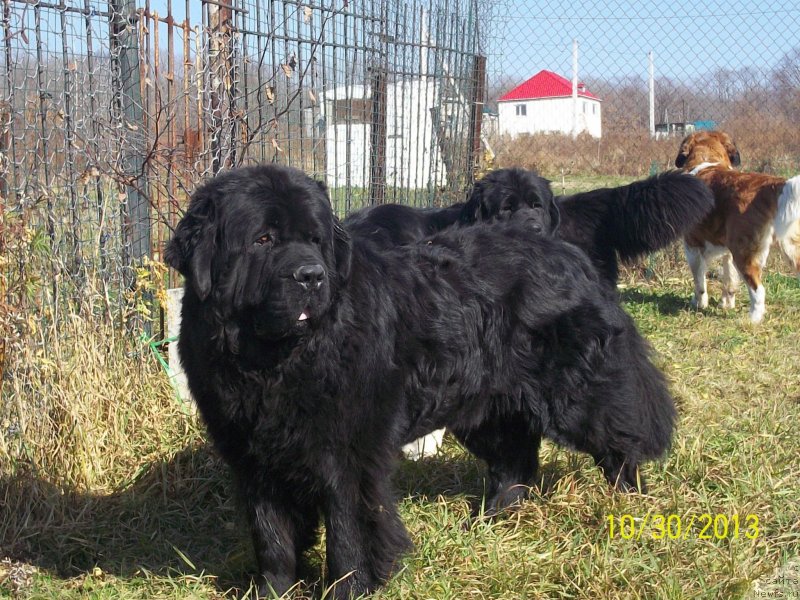 Фото: ньюфаундленд Вито Качо Ферл (Vito Kacho Ferl)