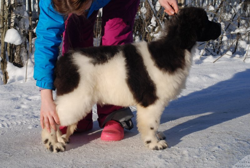 Фото: ньюфаундленд Флюфи Аваланч Принцесса