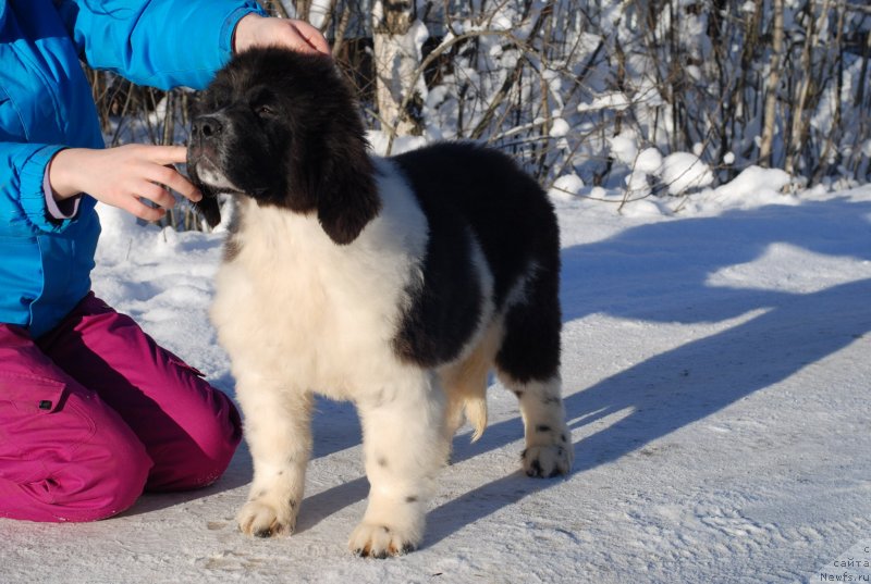 Фото: ньюфаундленд Флюфи Аваланч Принцесса
