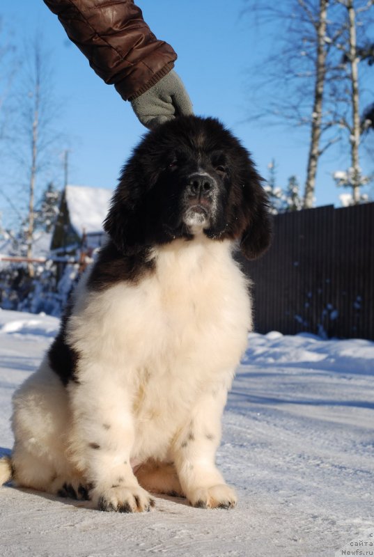 Фото: ньюфаундленд Флюфи Аваланч Принцесса