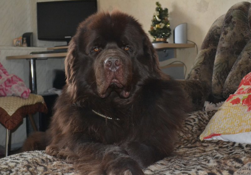 Фото: ньюфаундленд Акватория Келвин Риверданс (Aquatoriya Kelvin Riverdance)