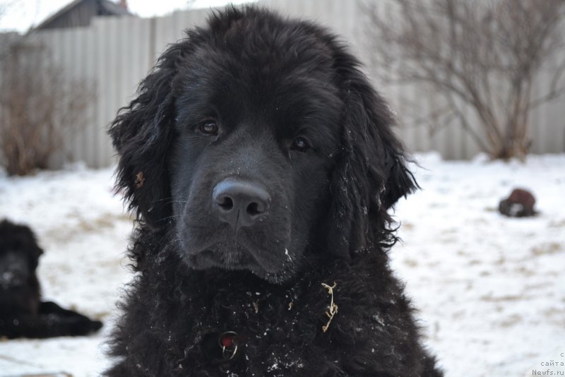 Фото: ньюфаундленд Талисман Моря Магия Волн