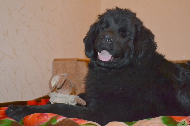 Фото: ньюфаундленд Талисман Моря Магия Волн