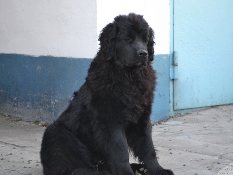 Фото: ньюфаундленд Талисман Моря Магия Волн