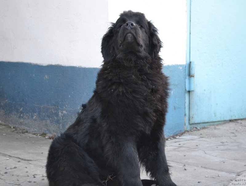 Фото: ньюфаундленд Талисман Моря Магия Волн