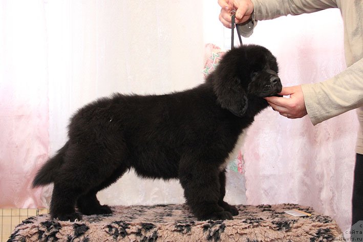 Фото: ньюфаундленд Щекн с Берега Дона (Schekn s Berega Dona)