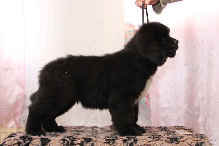 Фото: ньюфаундленд Щекн с Берега Дона (Schekn s Berega Dona)