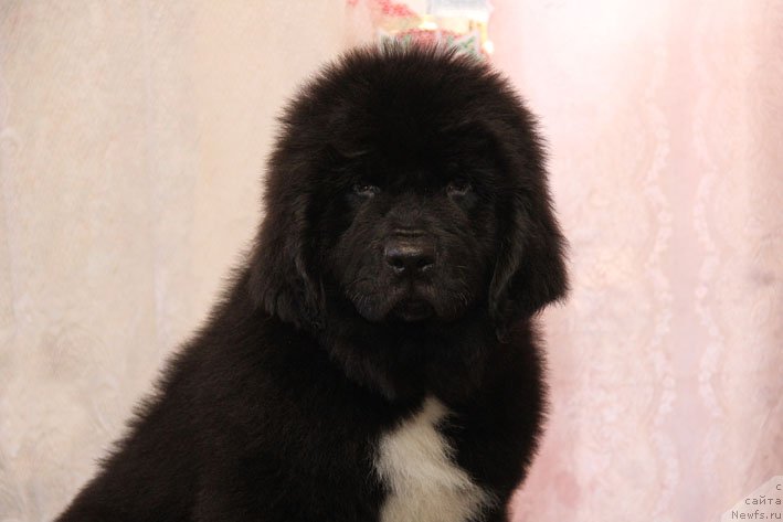 Фото: ньюфаундленд Щекн с Берега Дона (Schekn s Berega Dona)