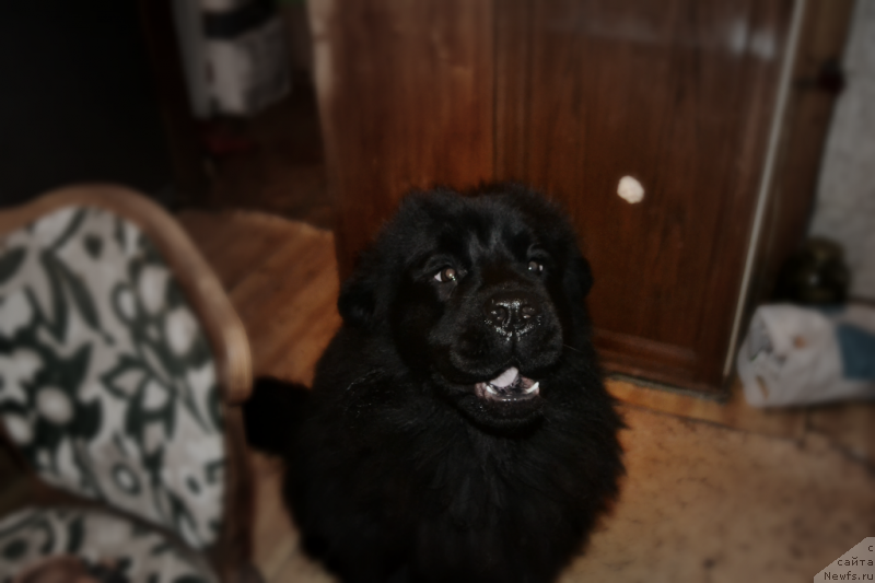 Фото: ньюфаундленд Лепесток Лилии