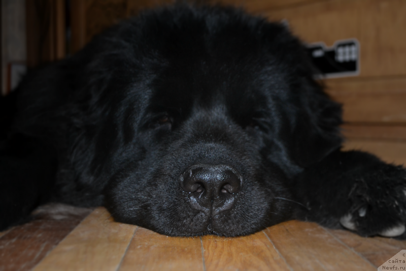 Фото: ньюфаундленд Лепесток Лилии