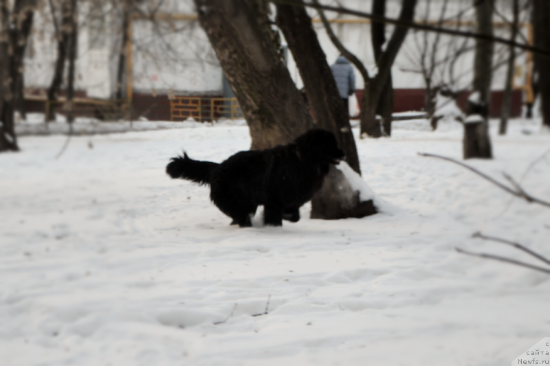 Фото: ньюфаундленд Лепесток Лилии