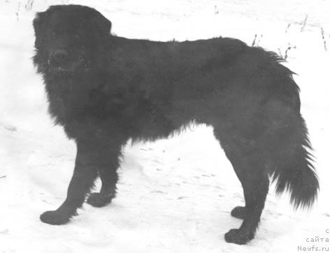 Фото: ньюфаундленд Полоний