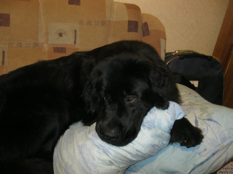 Фото: ньюфаундленд Чеслава Дар Гая Паччи-Николь