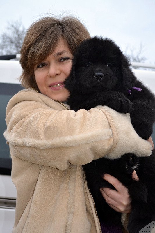 Фото: ньюфаундленд Chuvstvennaya Tanita Kara Deniz