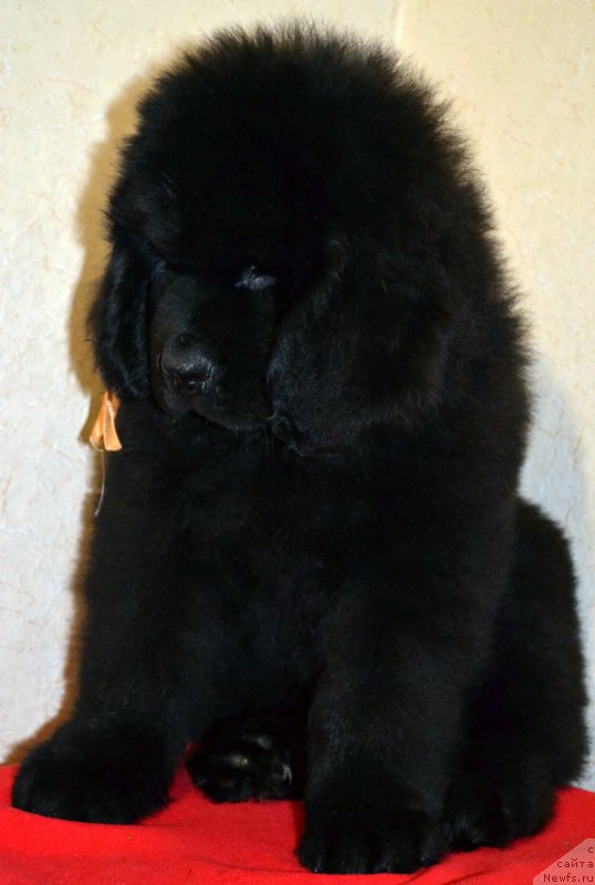 Фото: ньюфаундленд Chinniy Arktur Kara Deniz